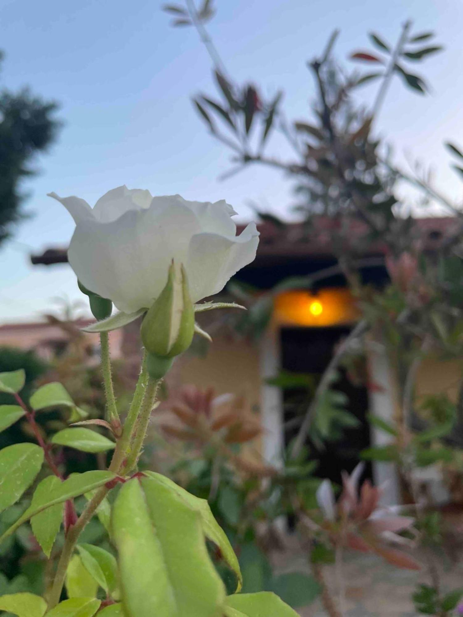 Villa Tina Country Beach Apartments Acharavi  Zimmer foto