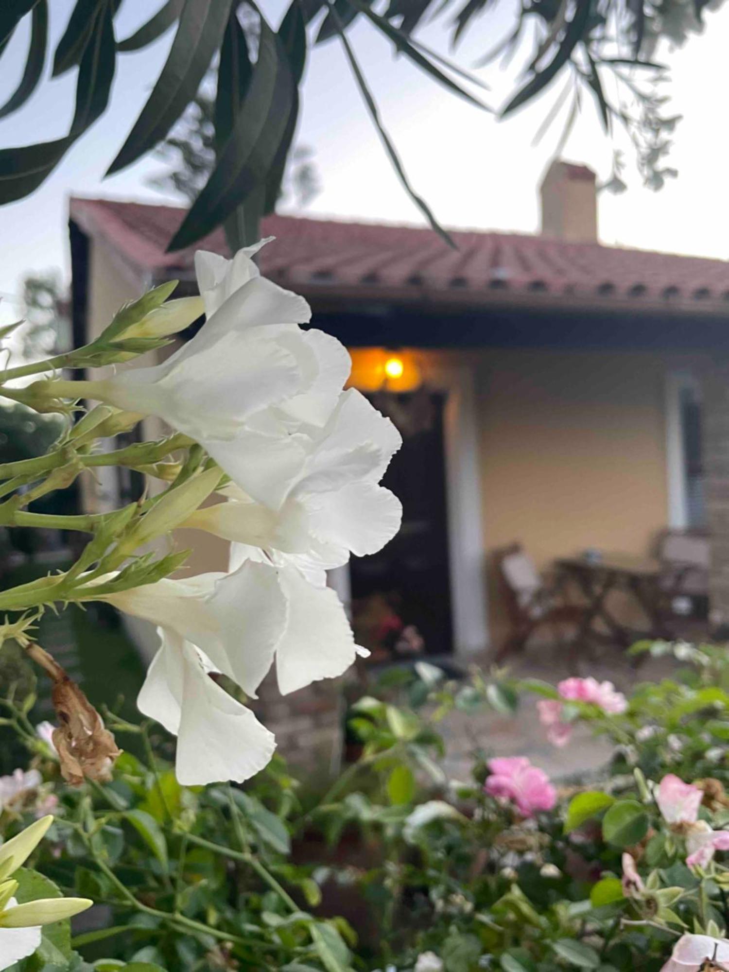 Villa Tina Country Beach Apartments Acharavi  Zimmer foto